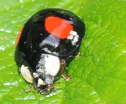 foto per Harmonia axyridis